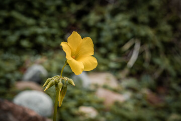 Lonely yellow flower in forest
