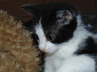 black and white kitten