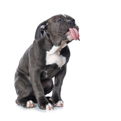 Puppy licks its mouth isolated on white background