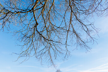 Fototapeta na wymiar Bare branches of tree in winter against blue sky