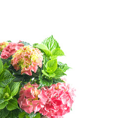 Pink hortensia blossoms green leaves. Fresh hydrangea flower