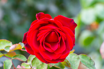 Blooming red rose in Volksgarten park, Vienna, Austria