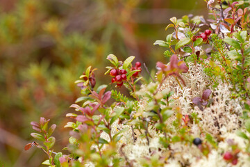 Lingonberry bush with red berries