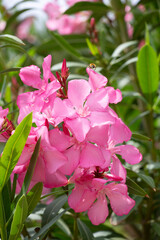 Oleander bush with pink flowers
