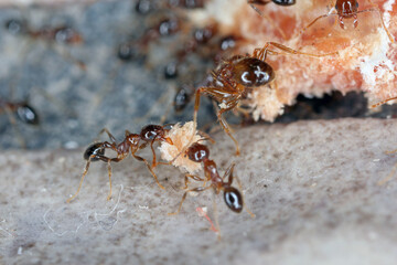 Ants - Pheidole megacepha collecting food scraps from the floor of a house. This is a dangerous pest in homes and other buildings. One of the world's 100 most destructive invasive species.