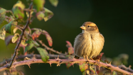 Female house sparrow (Passer domesticus) perched on a branch in a hedge, UK