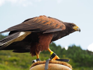 Greifvogel
