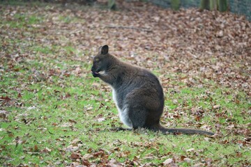 Wallaby