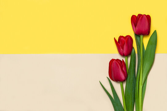 Collection of diffrenet kind of tulips on geometric color paper background. Image 9 of 16