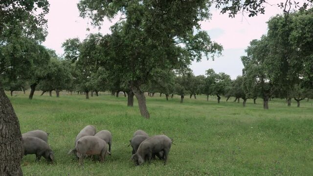 Herd of Iberian pigs eating grass and acorns in freedom in the pasture.  Montanera. Pata Negra. Dehesa.