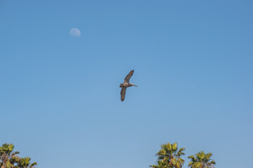 Pelicans frolic by the ocean in Marina del Rey, Ca