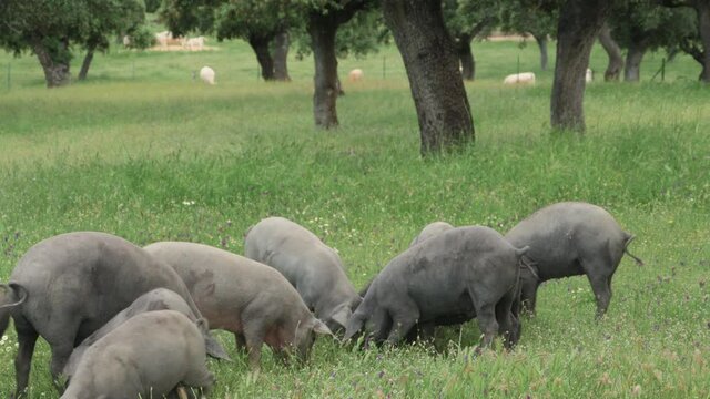 Herd of Iberian pigs eating grass and acorns in freedom in the pasture.  Montanera. Pata Negra. Dehesa.