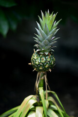 Small pineapple fruit on tree