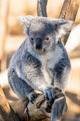 Obraz premium Koala Bear Sitting on Eucalyptus Tree at Zoo