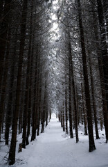snowy dark forest in winter