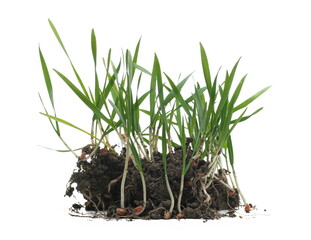 Green winter young wheat with soil isolated on white 