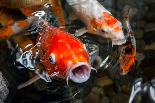 Red koi carp fish with open mouth in water surrounded by other koi