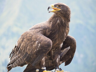 Greifvogel