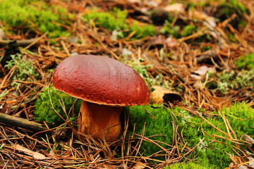 appetizing ripe mushroom in a fabulously beautiful forest