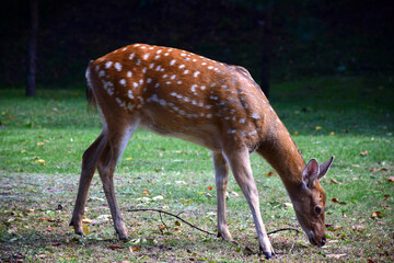 A young sika deer is walking in the autumn park.