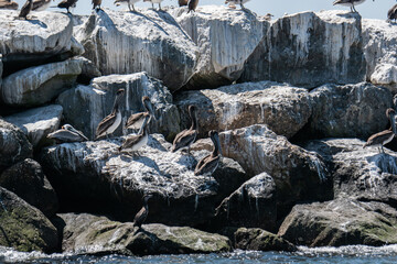 Pelicans frolic by the ocean in Marina del Rey, Ca