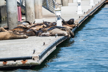 Sealions frolic in Marina del Rey, CA