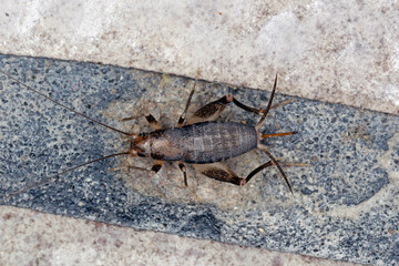 House cricket on a ceramic tile floor.
