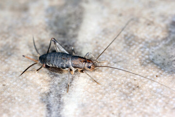 House cricket on a ceramic tile floor.