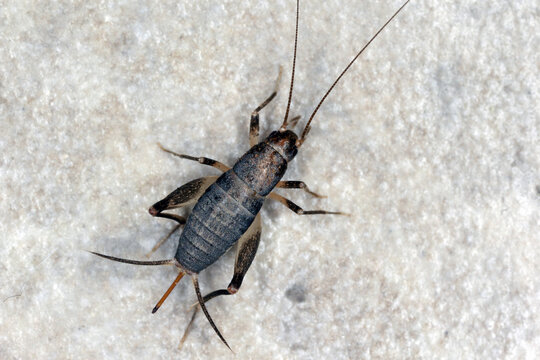 House cricket on a ceramic tile floor.