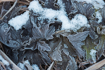 frozen plants during severe frost
