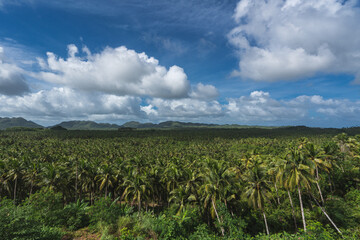 Coconut trees view deck Siargao, before de typhoon Odette.