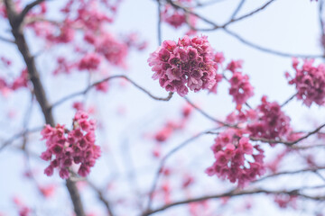 2月と10月の各2周間「光の道」が見られる観光スポット福岡県福津市の神社の梅の花