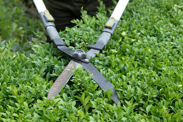 Obraz premium Scissors for cutting bushes over a boxwood bush. Trimming bushes in the garden