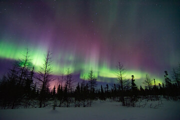 Powerful and wild northern lights fill the sky above a boreal forest treeline foreground in...