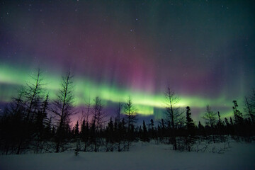 Powerful and wild northern lights fill the sky above a boreal forest treeline foreground in northern Manitoba, Canada