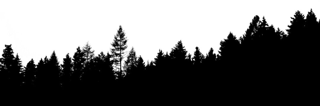 tree silhouettes