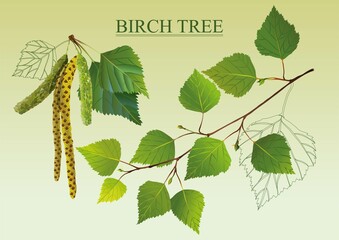 birch earrings useful pharmacy collection white birch