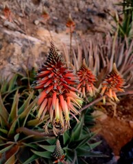 Flor ex&oacute;tica de bonitos colores