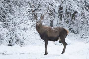 Red Deer stag, Cervus elaphus.