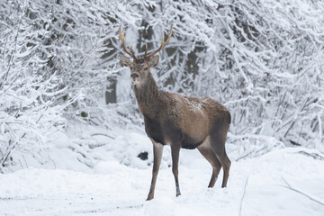 Red Deer stag, Cervus elaphus.