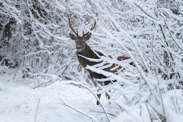 Red Deer stag, Cervus elaphus.