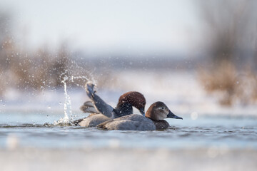 Ptaki kaczki na jeziorze zimą.