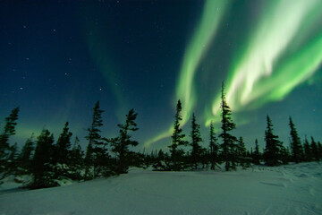 Powerful aurora borealis and northern lights fill the sky behind spruce trees at the edge of the...