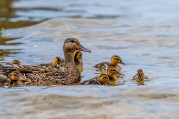 A female Mallard duck (Anas platyrhyncho) and her chicks swimming in a Michigan Lake, USA.