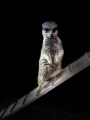 Suricate