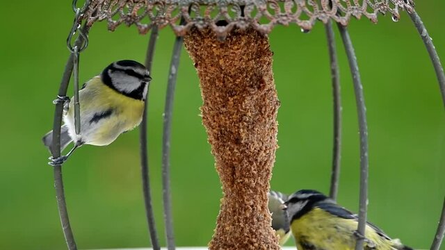 m&eacute;sanges bleues qui se nourrissent sous la pluie