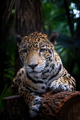 Fototapeta na wymiar Jaguar portrait Belize 