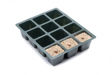 japonese cherry sowing