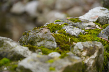 moss raised on a rock. photo during the day.