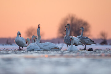Łabędzie nieme i krzykliwe przy oparzelisku o zachodzie słońca © M